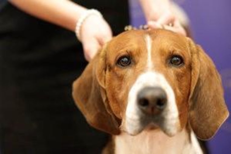 Sophia Rogers poses with her dog Bobby, an American Foxhound, during a news conference for the 2016 Westminster Kennel Club Dog Show in New York