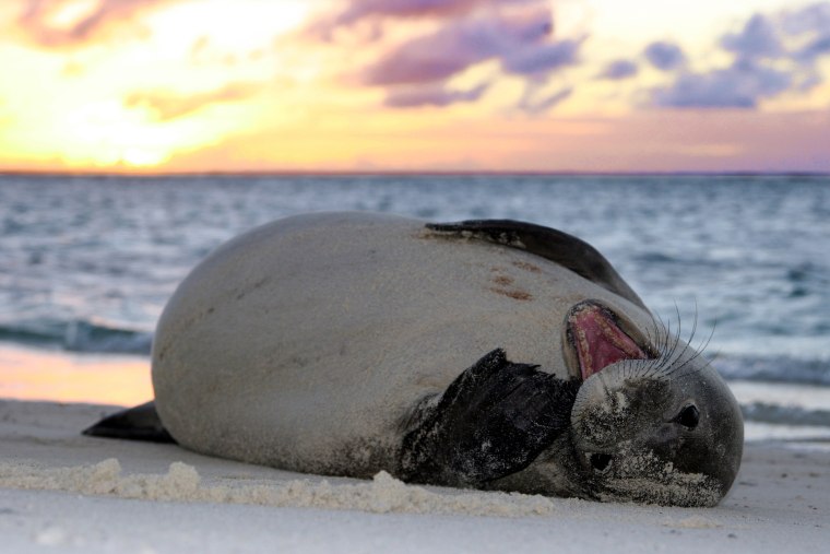 An endangered Hawaiian monk seal in the Papahanaumokuakea Marine National Monument.