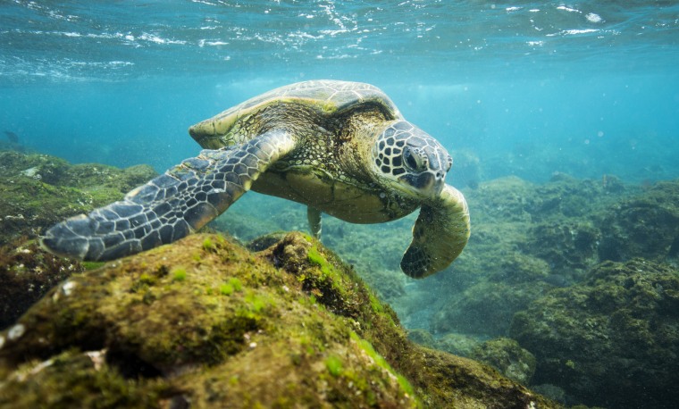 A sea turtle in the Papahanaumokuakea Marine National Monument in the northern Hawaiian Islands.