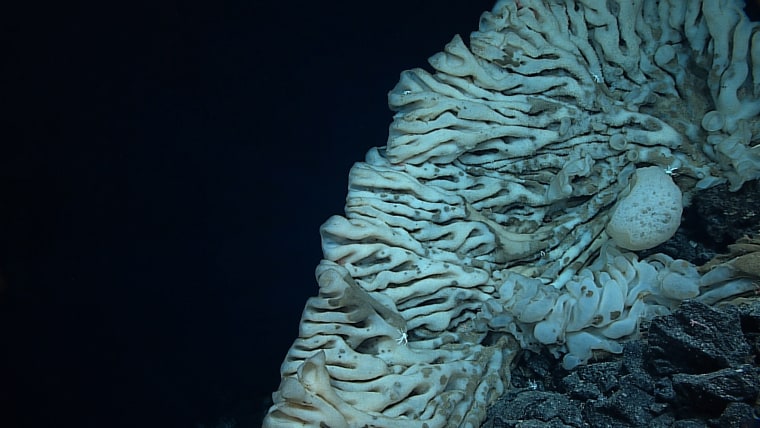 Image: A giant sponge in the Papahanaumokuakea Marine National Monument