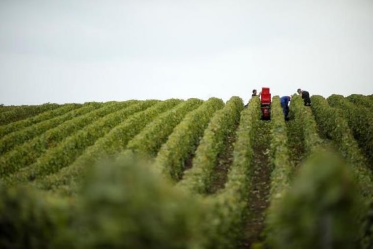 Grape pickers harvest fruit from the vines at a vineyard in Mailly-Champagne, eastern France during the traditional Champagne wine harvest