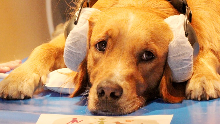 A Golden Retriever was trained to lie to completely still in a fMRI, which measured its brain activity as the dog listened to its trainer’s speech.