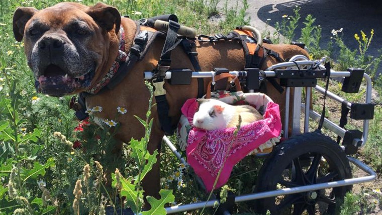 Disabled dog and guinea pig are BFFs