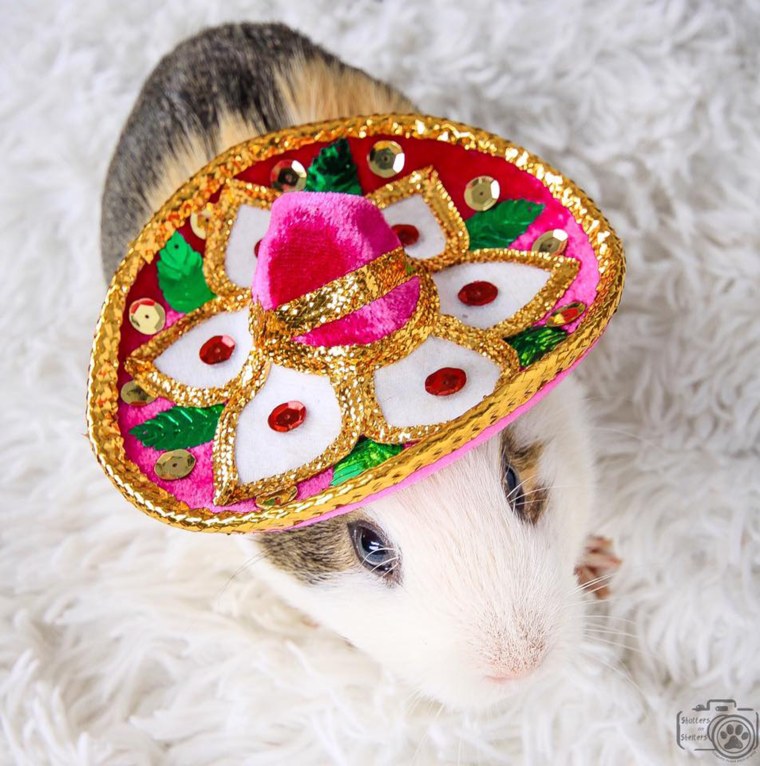 Smores the sombrero-wearing guinea pig