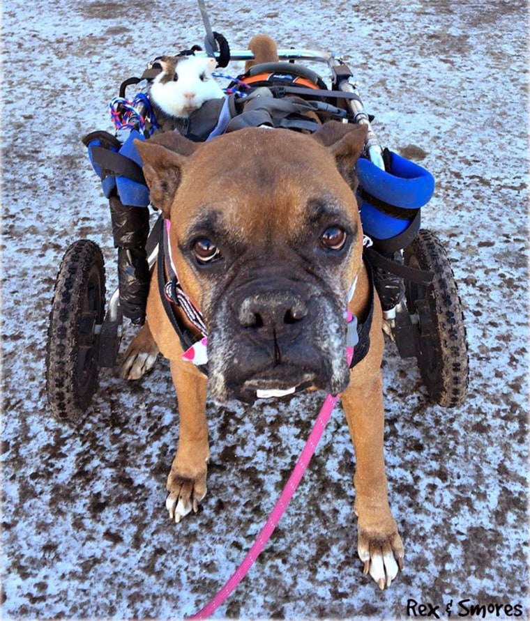 Rex, a disabled dog, and Smores, a guinea pig, are friends