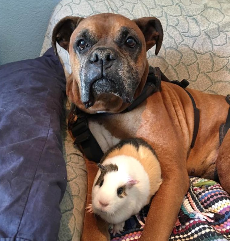 Disabled dog and Guinea pig are BFFs