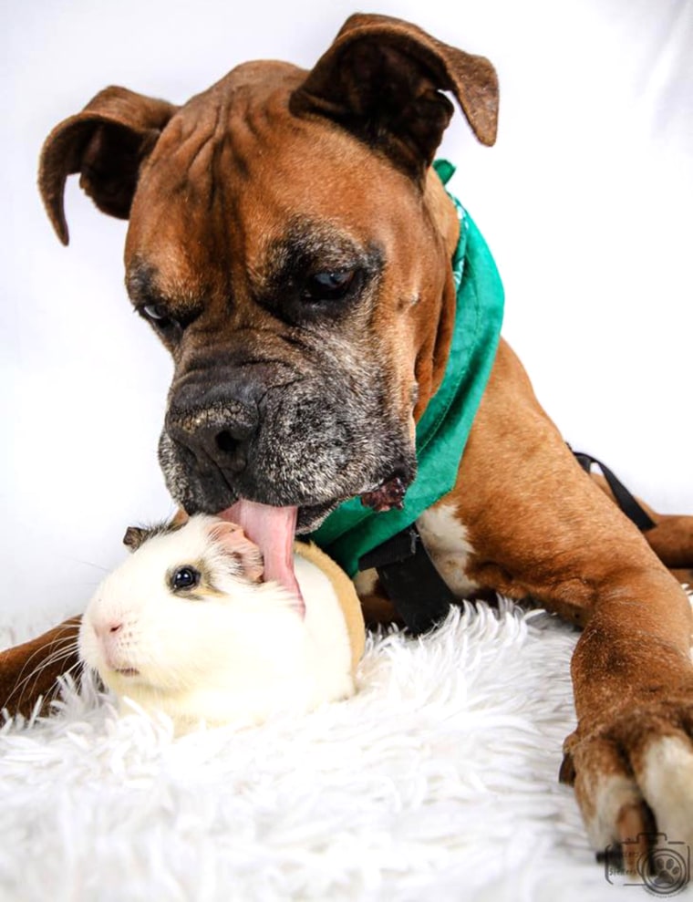 Dog in wheelchair befriends guinea pig