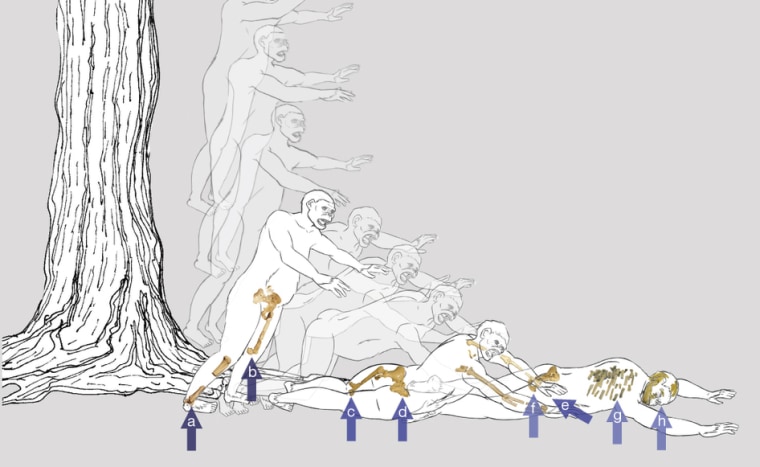 The researchers hypothesize that Lucy fell from a tall tree, landing feet-first and twisting to the right, with arrows indicating the sequence and types of fractures.