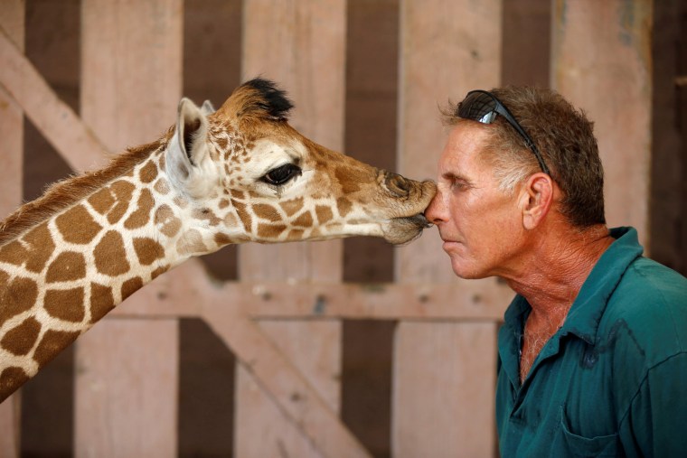 Image: Safari keeper Guy Pear gets a kiss from a five-day-old reticulated giraffe, at an enclosure at the Safari Zoo in Ramat Gan
