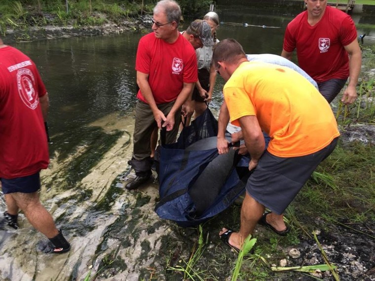 IMAGE: Florida manatee rescue