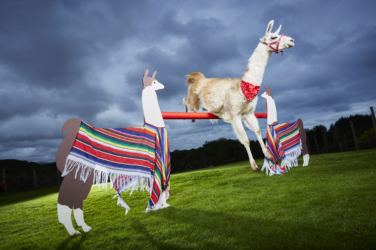 Highest bar jump cleared by a llama