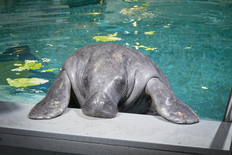 Snooty - Oldest Manatee
Guinness World Records 2016
Photo Credit: Al Diaz/Guinness World Records
Oldest manatee at the South Florida Museum with in Bradenton, Florida, USA, on Wednesday, January 27, 2016.