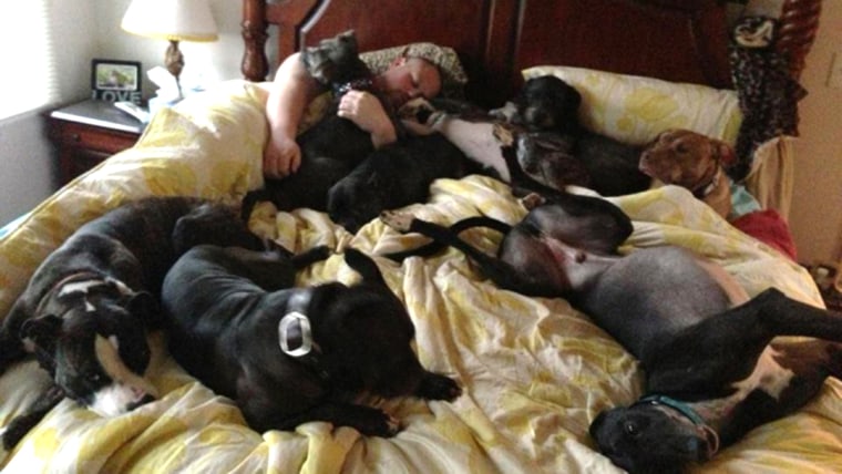 Couple who built a giant bed so they could sleep with their many dogs.