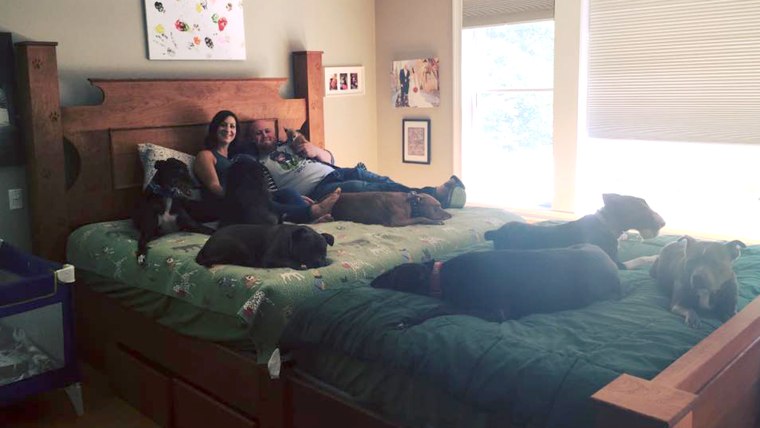 Couple who built a giant bed so they could sleep with their many dogs.