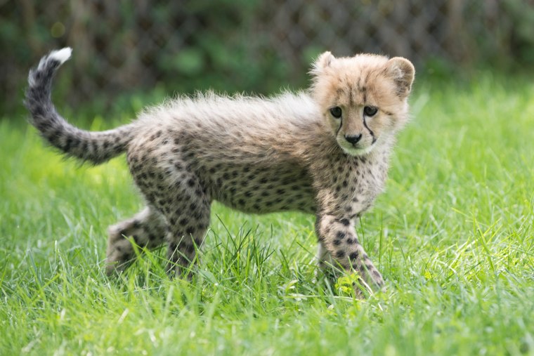 10-week-old cheetah cub, Emmett and his 7-week-old puppy buddy, Cullen