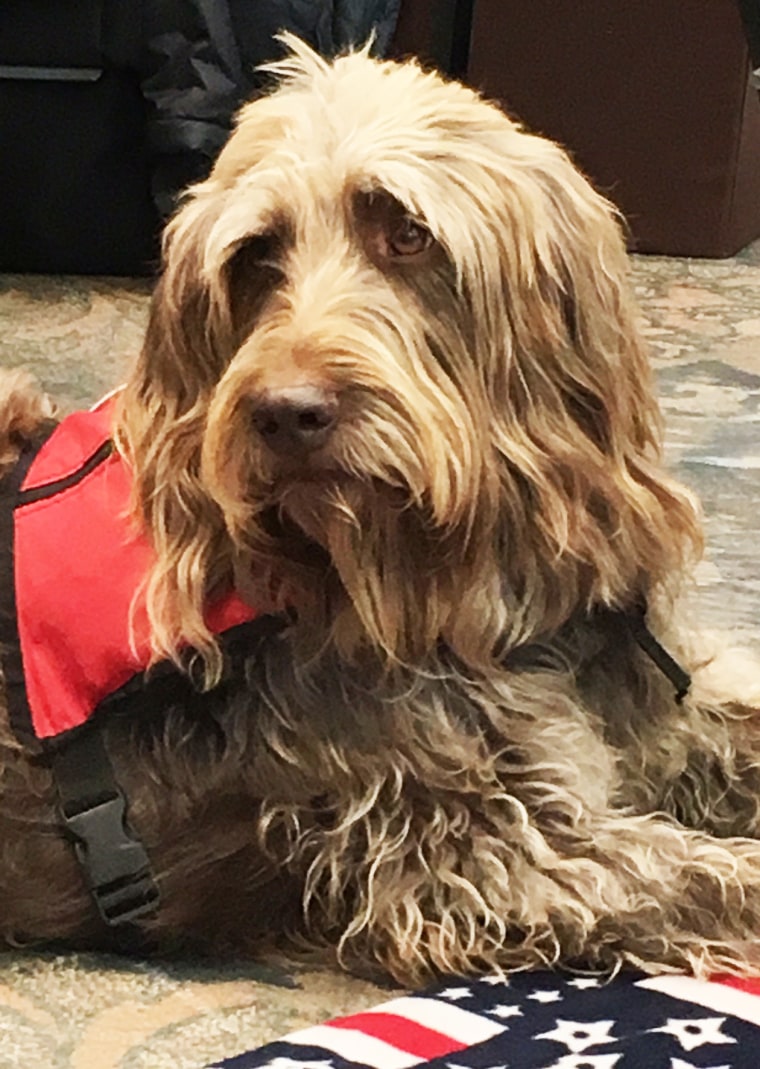 Gander the service dog