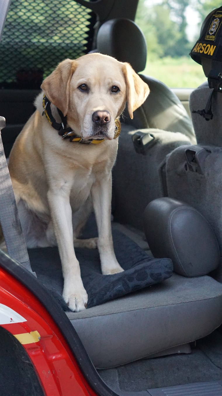 Judge the arson dog
