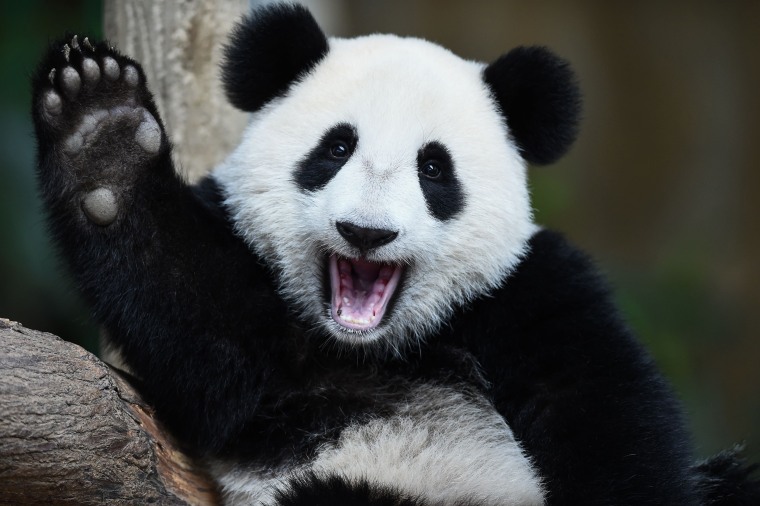 Image: One-year-old female giant panda cub Nuan Nuan reacts inside her enclosure