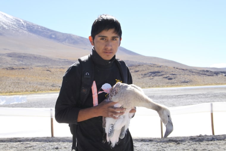 Bolivian high-school student with recently banded flamingo chick