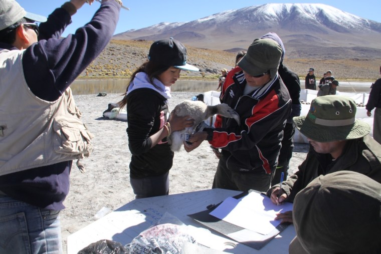 volunteers tagging baby flamingo