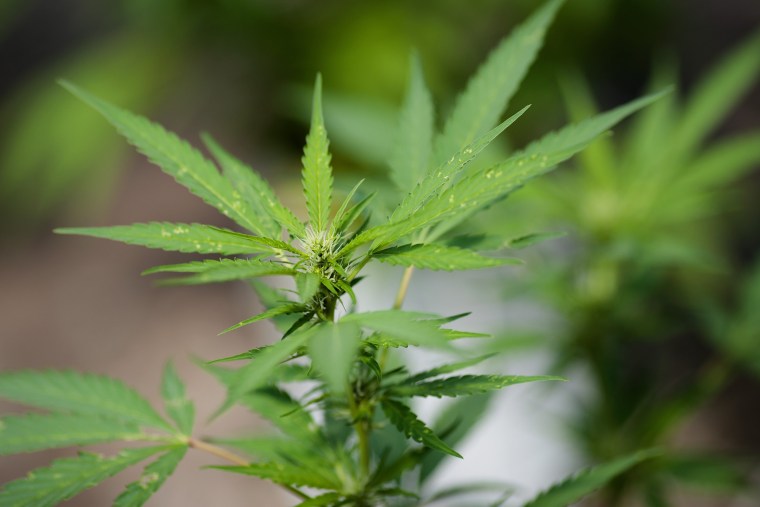 Image: Cannabis plants grow in a greenhouse