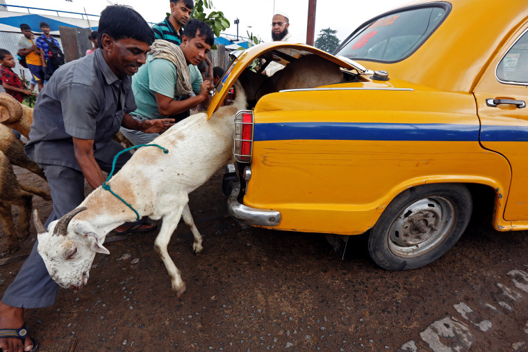 Image: A goat tries to escape from the boot of a taxi after being purchased at a livestock market ahead of the Eid al-Adha festival in Kolkata
