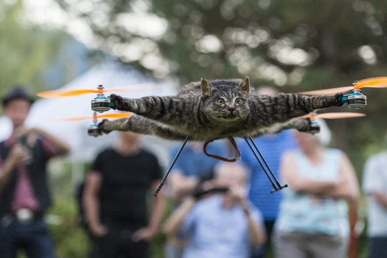 Image: Taxidermy animals mounted on drones