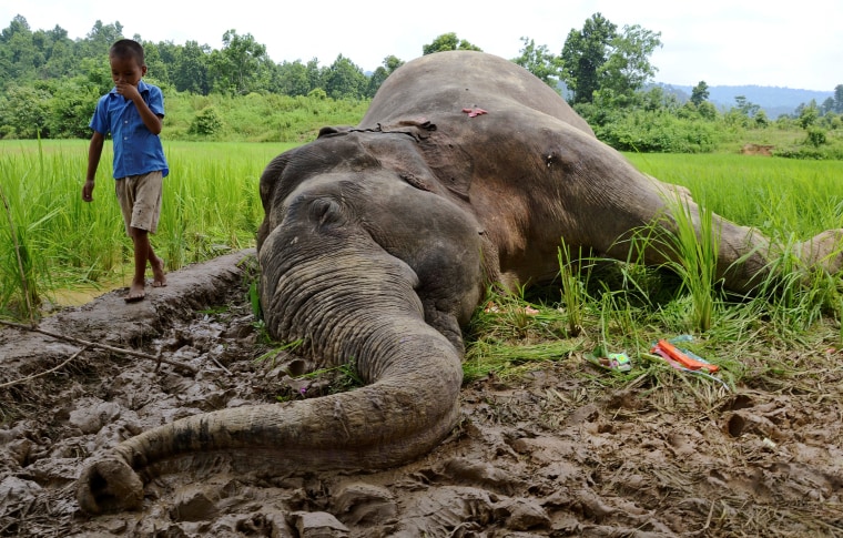 Image: A boy walks past the carcass of a male elephant who forest officials suspected to have died after eating paddy sprayed with pesticides in a field in Nagaon