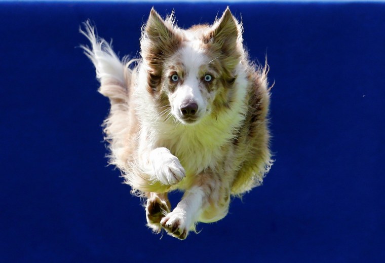 Image: A dog jumps into the pool during the Flying Dogs competition in Kamnik, Slovenia