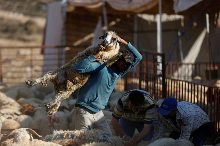 Image: A vendor carries a sheep after selling it to a customer at a livestock market, ahead of the Eid al-Adha festival, in Amman