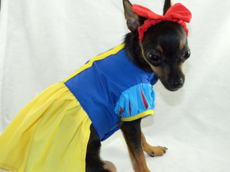 Halloween dog costume ideas: 32 easy, cute costumes for your canine