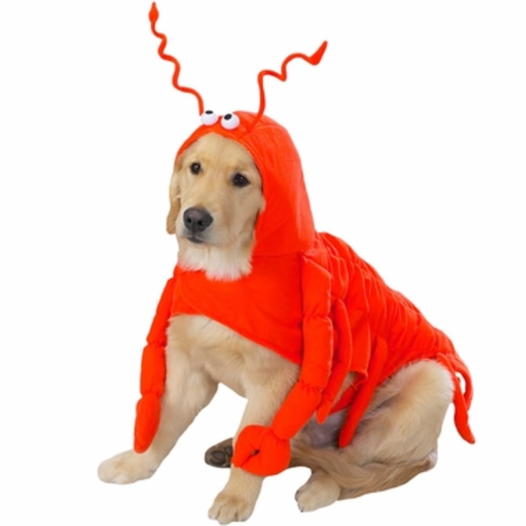 Lobster dog Halloween costume
