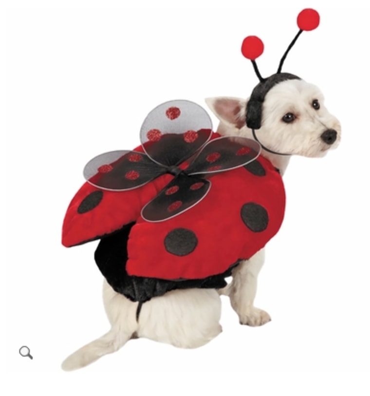 Ladybug dog Halloween costume