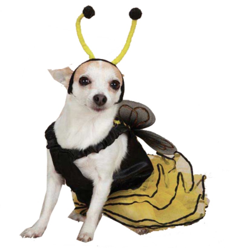 Bee dog Halloween costume