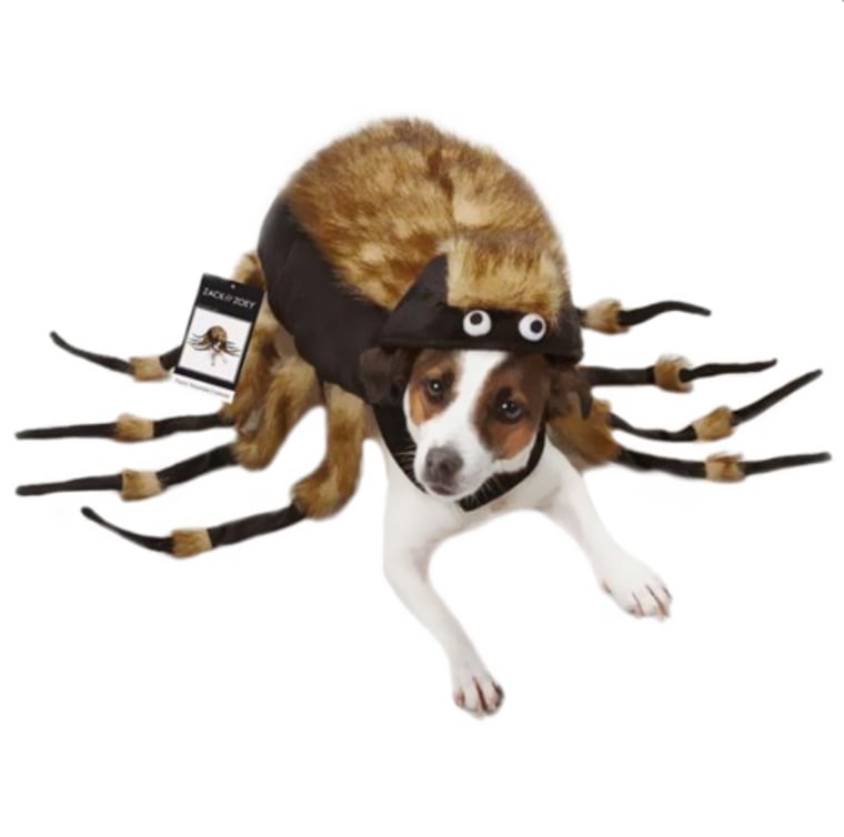 Tarantula dog Halloween costume