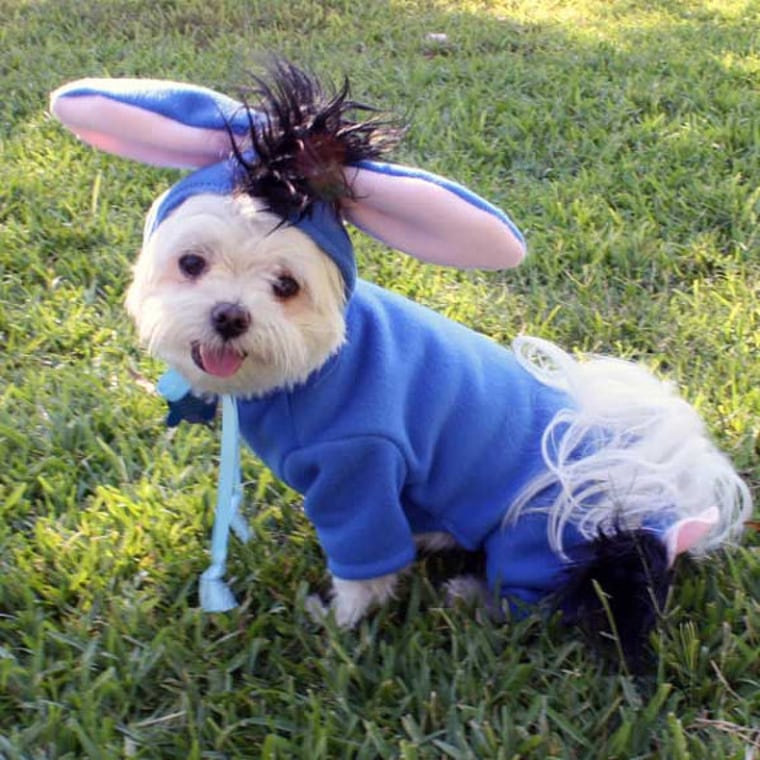 Halloween dog costume ideas 32 easy cute costumes for your canine