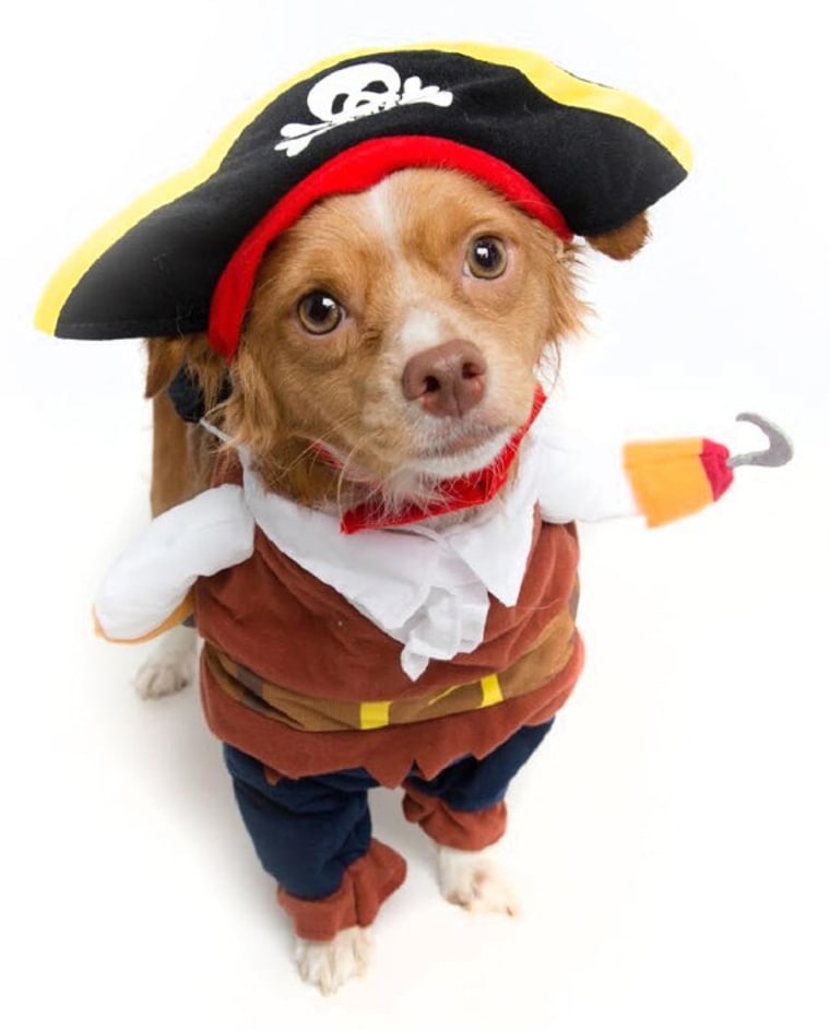 Pirate dog Halloween costume