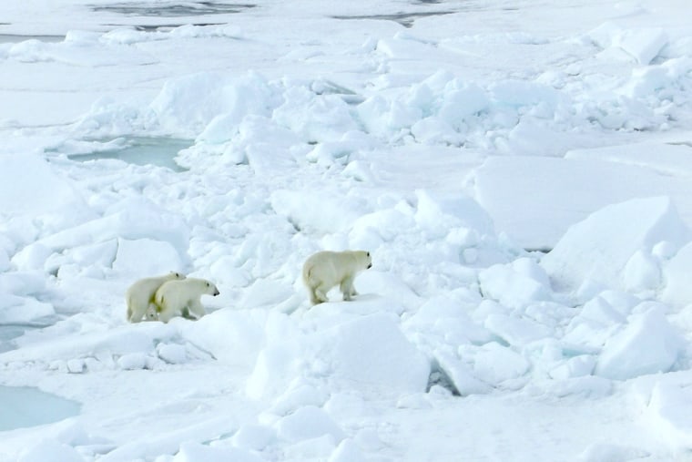 Image: Polar bears seen from an icebreaker in Russia