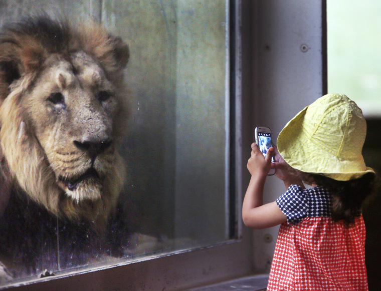 Image: A little girl takes a picture of a lion in the zoo in Frankfurt