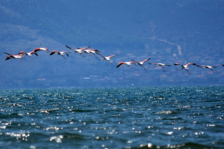 Image: Immigrant flamingo birds at Nafplio