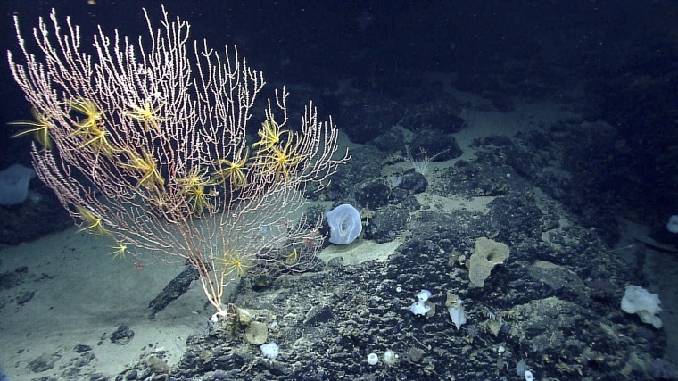 Corals on Mytilus Seamount off the coast of New England in the North Atlantic Ocean.