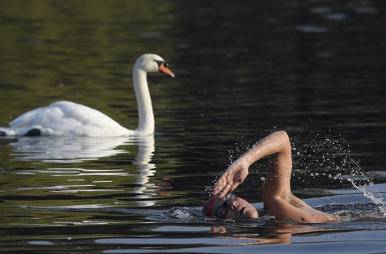 Image: Swimmers take a dip amongst swans during the early morning at The Serpentine Lake in London, Britain