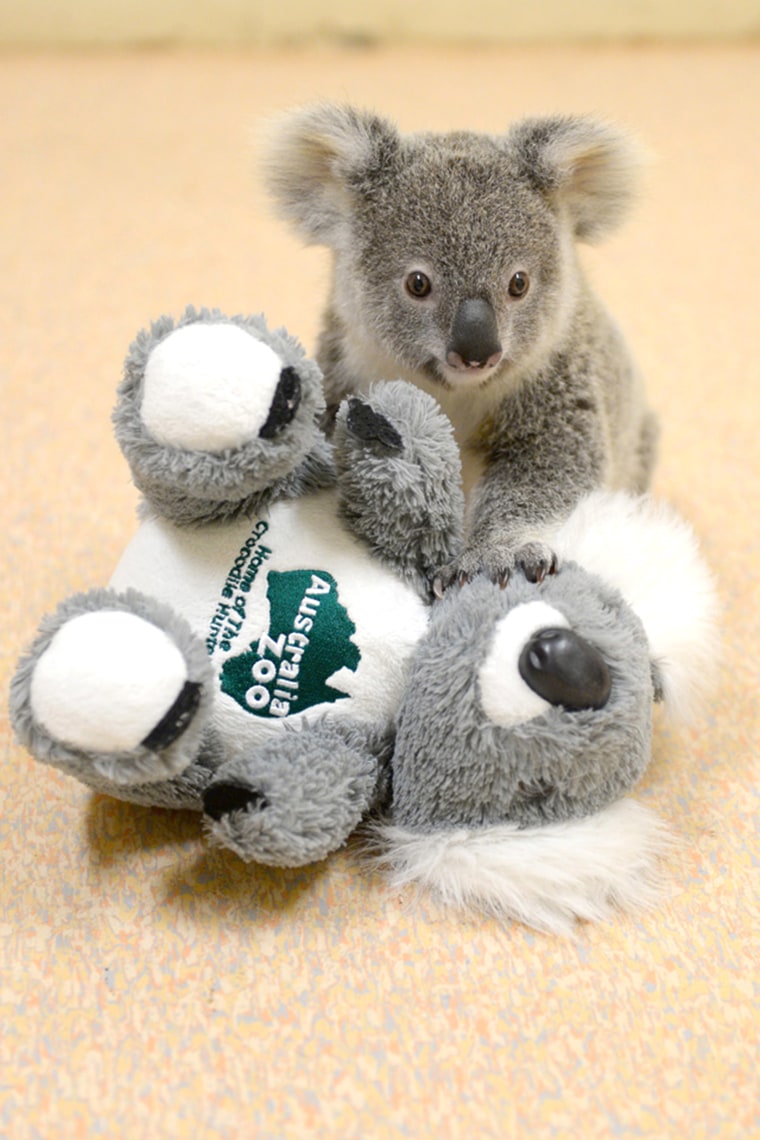 Orphaned baby koala, Shayne, finds comfort in stuffed animal after losing mom in car accident.