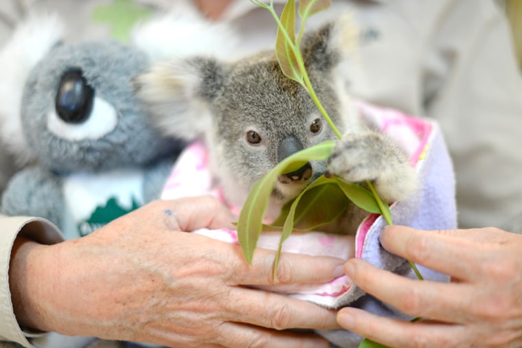 Shayne the koala