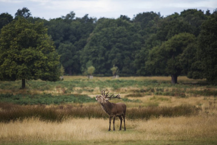 Image: A deer calls out at Richmond Park in London