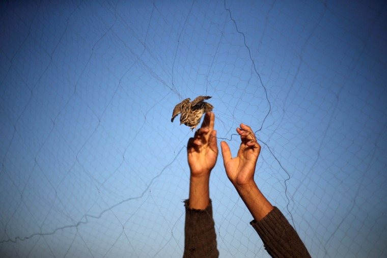 Image: A man takes out a quail from a net after catching it on a beach in Khan Younis, in the southern Gaza Strip