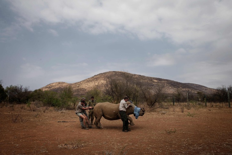Image: A veterinary from Saving the Survivors and RHINO911 crew attend to a previously wounded Rhino