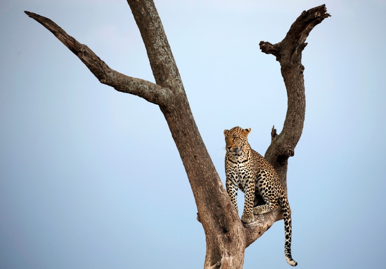 Image: A leopard sits on a tree branch in Maasai Mara National Reserve