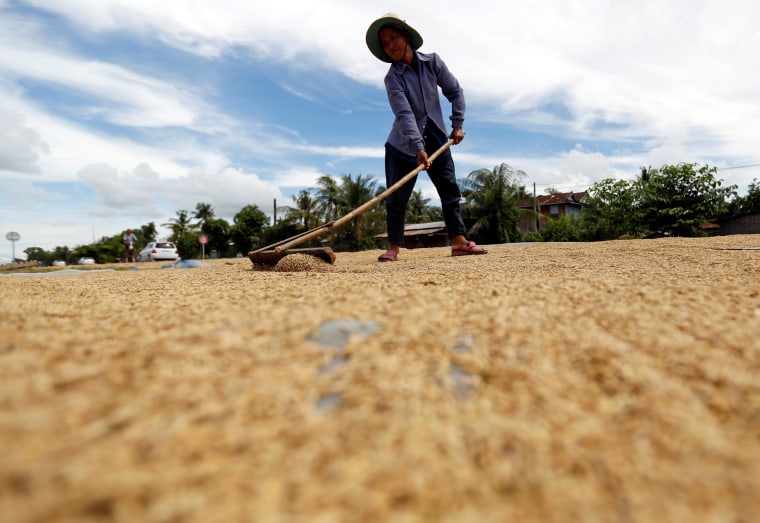Image: A woman dries unhusked rice on a road in front of her home in Kampong Thom province