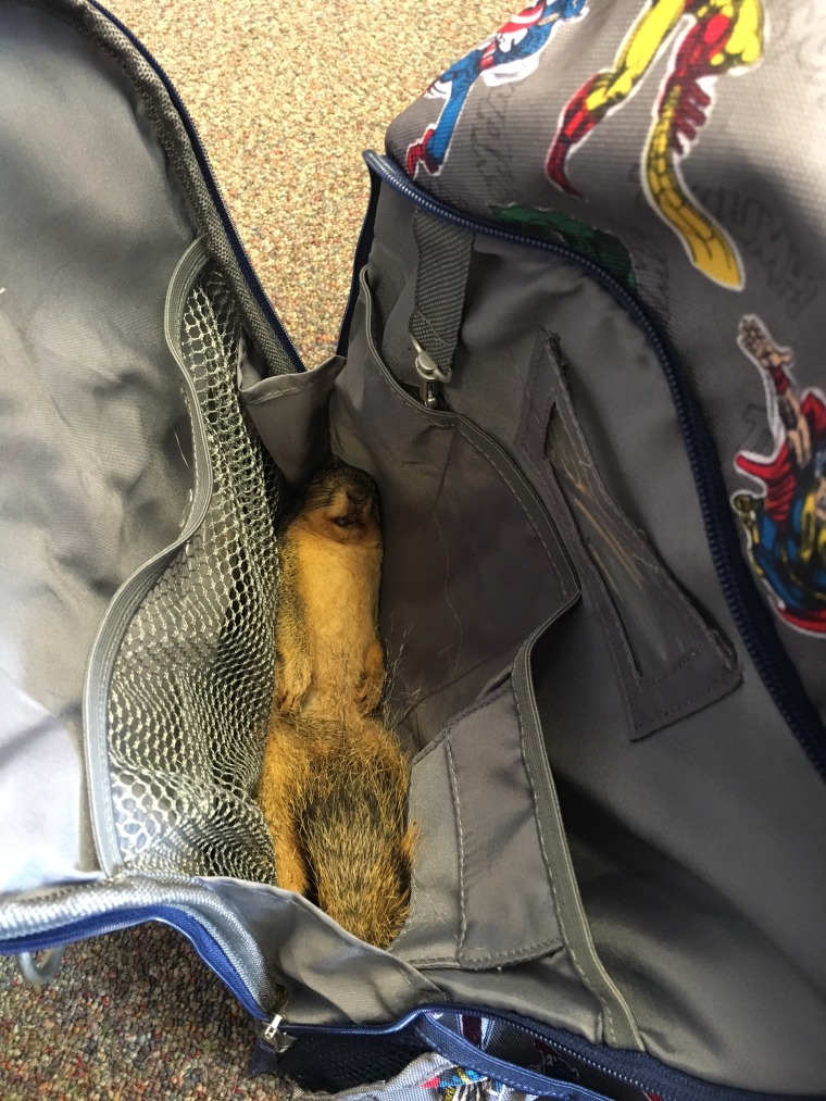 Ladye Hobson was shocked to receive a call from her son's principal saying he had been caught with a dead squirrel in his backpack.